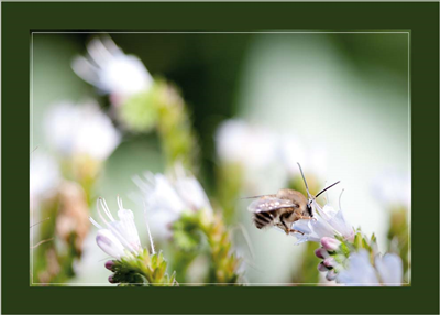 Cuadro Abeja Trabajando