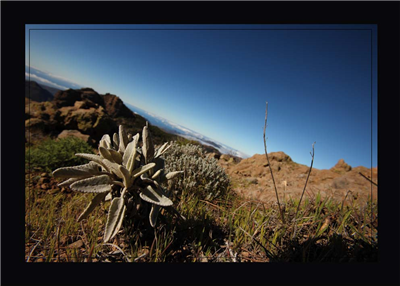 Cuadro Veget. Silvestre