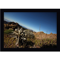 Cuadro Veget. Silvestre