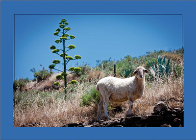 Cuadro Oveja en Campo 