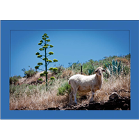 Cuadro Oveja en Campo 