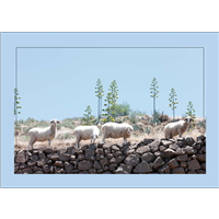 Cuadro Ovejas Pastando