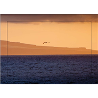Cuadro Atardecer y Gaviota