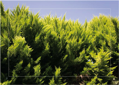 Cuadro Copa Árboles 