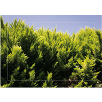 Cuadro Copa Árboles 