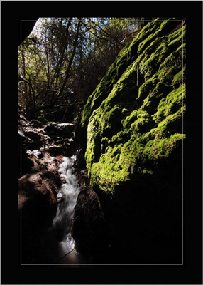 Cuadro Musgo en Rocas