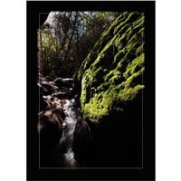 Cuadro Musgo en Rocas