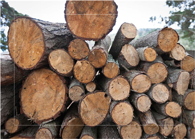 Cuadro Troncos Apilados I