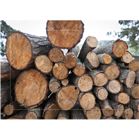 Cuadro Troncos Apilados I