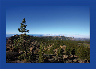 Cuadro Pino Solitario