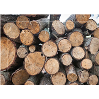 Cuadro Troncos Apilados II