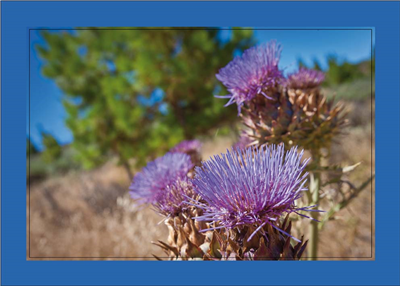 Cuadro Flor Silvestre Lila 