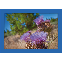 Cuadro Flor Silvestre Lila 