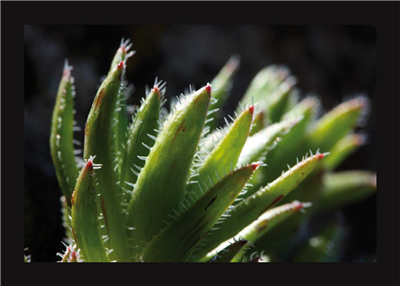 Cuadro Planta Autóctona