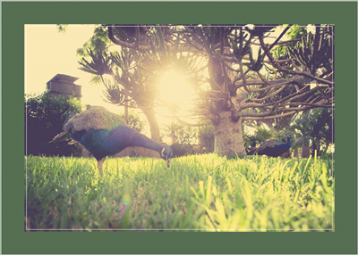 Cuadro Parque Pavo Real 