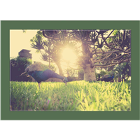 Cuadro Parque Pavo Real 