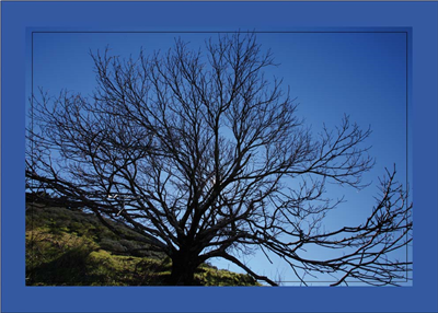 Cuadro Árbol a Contraluz