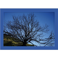 Cuadro Árbol a Contraluz