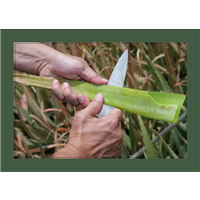 Cuadro Cortando Aloe
