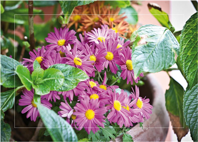 Cuadro Flores Malvas