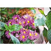 Cuadro Flores Malvas