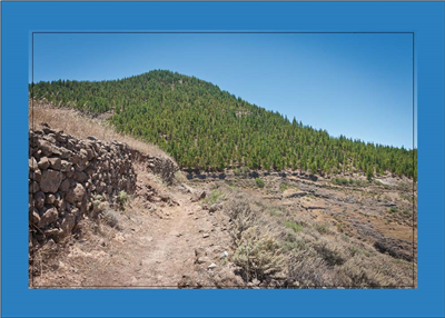 Cuadro Montaña de Pinos 