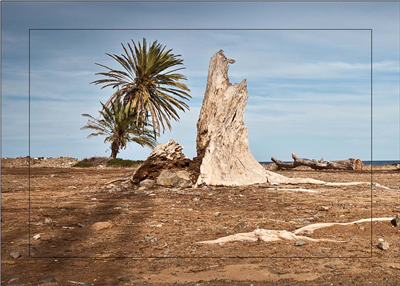 Cuadro Palmeras y Tronco 