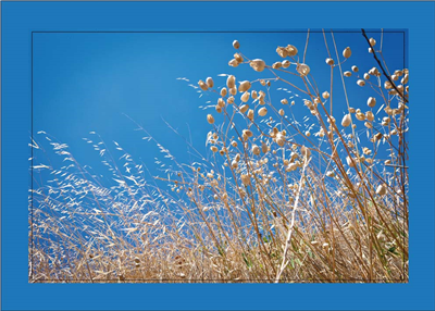 Cuadro Hierbas Secas