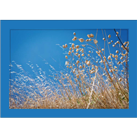 Cuadro Hierbas Secas