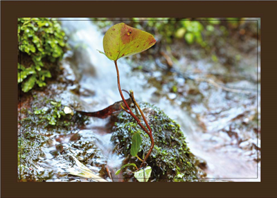 Cuadro Pequeña Planta