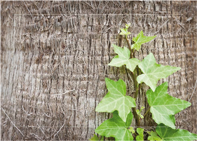 Cuadro Enredadera Palmera 