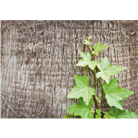 Cuadro Enredadera Palmera 