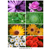 Póster collage fotos rectangulares