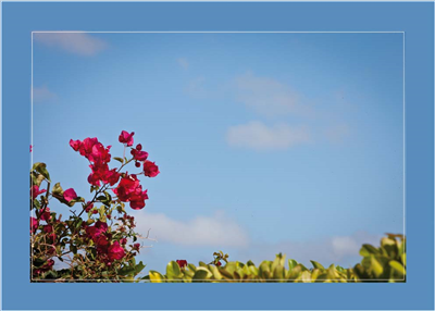 Cuadro Flor roja Cielo azul