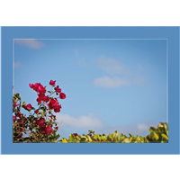 Cuadro Flor roja Cielo azul