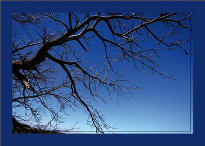 Cuadro Ramas de Árbol