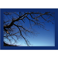 Cuadro Ramas de Árbol