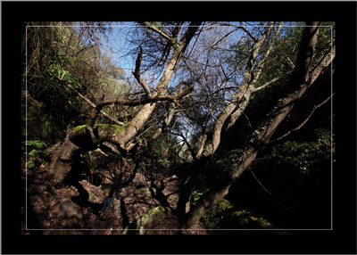 Cuadro Tronco de Árboles 