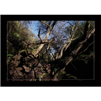 Cuadro Tronco de Árboles 